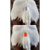 Estrotect® - Brunsterkennungs-Pflaster