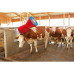 Kuhputzmaschine HAPPYCOW 1-fach mit PP Borsten Kuhputzmaschine HAPPYCOW 1-fach mit PP Borsten