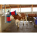 Kuhputzmaschine HAPPYCOW Duo Kuhputzmaschine HAPPYCOW Duo
