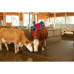 Kuhputzmaschine HAPPYCOW Duo Kuhputzmaschine HAPPYCOW Duo